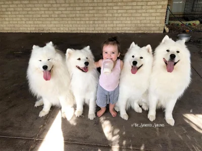 Skipi1111 - Ja i moje ziomble idziemy na melo

#smiesznypiesek #samoyed #psy #pies