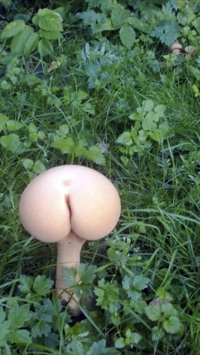 b.....h - > Went searching for mushrooms, got mooned :-/

#humor #pupa #grzyby #hohoh...