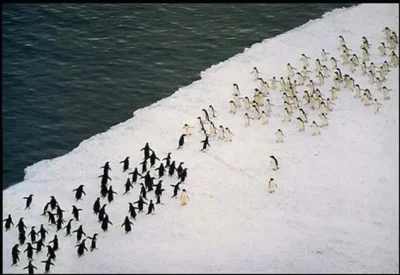 Maldibon - Krwawa ustawka na Antarktydzie 
#heheszki #pingwiny