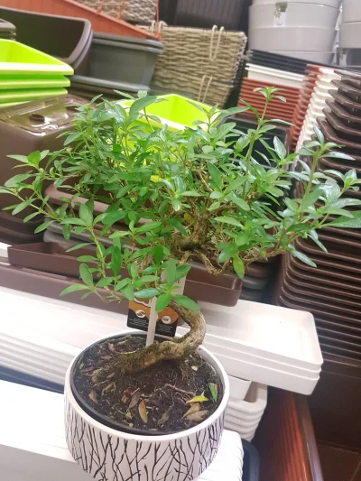 KrowkaAtomowka - #bonsai#bonsai hej co to za marketowa odmiana? Wyglada troche jak az...