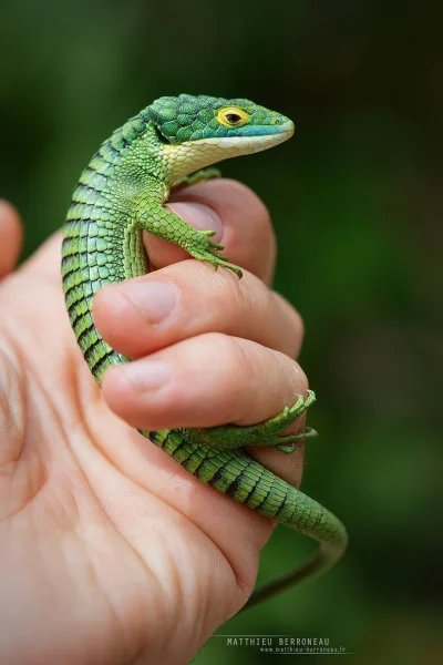 DuchBieluch - Abronia graminea - gatunek jaszczurki występujący endemicznie w Meksyku...