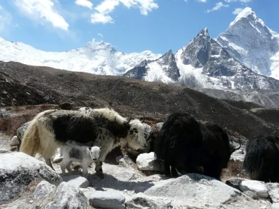 S0Cool - Góra piękna jak jak jaczek... Ama Dablam!
#himalaje #gory #azylboners #foto...
