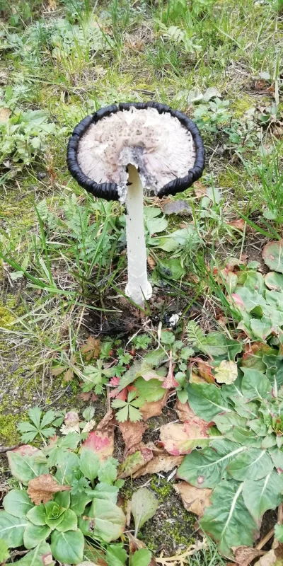 kamil514 - Czy ktoś wie co to może być za grzyb? Wyrósł na trawniku przed domem. Pier...
