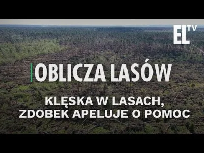 Filodendron - Nowy odcinek z kanału "Echa Leśne":
 Nawałnice w północnej i centralnej...