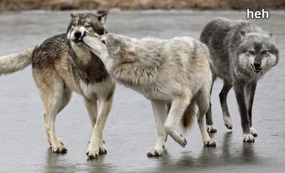 Wulfi - #wilk #wilki #zwierzeta #zwierzaczki #smiesznypiesek #humorobrazkowy - #wulfi