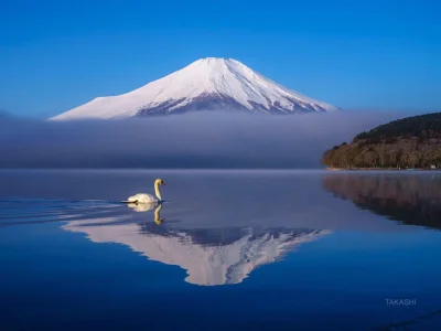 Lifelike - #photoexplorer #fotografia #japonia #gory #wulkany #ptaki #przyroda #krajo...