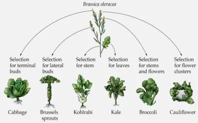 gzkk - Taka ciekawostka odnośnie dzikiej kapusty (Brassica Oleracea)...

Oprócz kap...