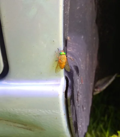 DzikWesolek - Nie jestem przyrodnikiem ale taką muchę spotkałem pierwszy raz, ktoś co...