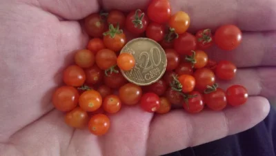 tmb28 - @Willux: BTW tak wygląda naturalny pomidor S. pimpinellifolium L. (czyli jak ...