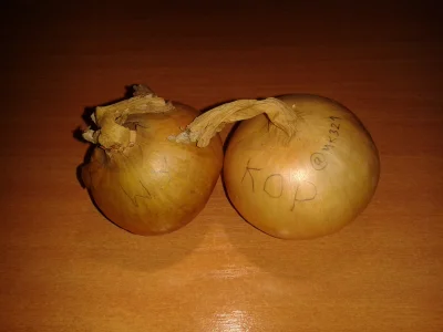 mk321 - Dwie cebule. Wyglądają trochę jak #cycki. 



Cebule stoją osobno, jako jedno...