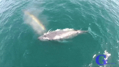 costadelsol - Wieloryb tworzący tęczę ( ͡° ͜ʖ ͡°)
#zwierzeta #smiesznypiesek