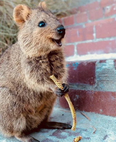 aloszkaniechbedzie - #quokka #quokkanadzis #quokkanawieczor #zwierzaczki