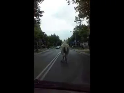 franek-frankowski - Kiedyś w Legnicy po Al. Rzeczypospolitej łaził taki jeden. Podobn...