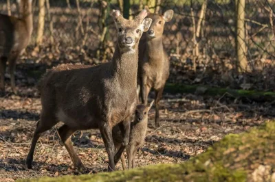 dondon - Tymczasem w poznańskim zoo takie cuda.

A to nasza wielka światowa sensacja,...