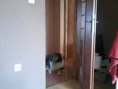 weirdman - Proszę mnie tu nie wchodzić! 

#tina #sunia #collie #pies #piesek #zwierze...