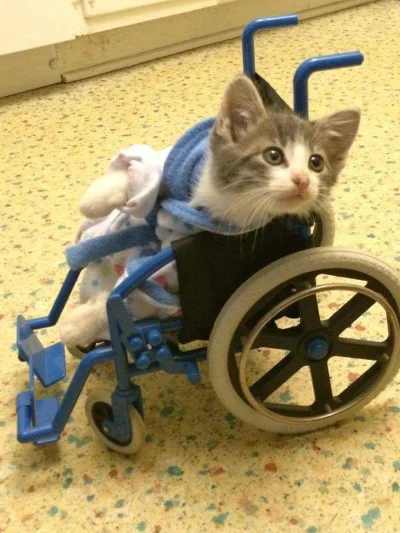 Mysterii - Plusujcie kotka inwalidę. Nikt nie plusuje kotka inwalidy. (╯︵╰,)

#koty #...