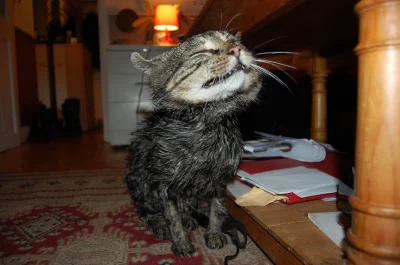 anenya - A wyprany kot wygląda tak:

#koty #smiesznypiesek