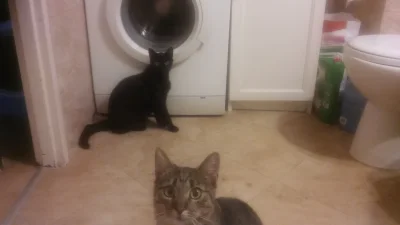 Stalowa_Figura - @sinusik: Z każdą kąpielą xD
Mój kot, w trakcie mojej kąpieli, najba...