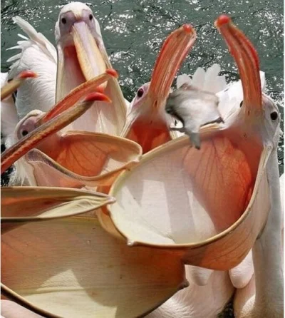 jeanpaul - Oj moje drogie pelikany, uczcie sie jezykow bo lykacie piko brednie.

Na...
