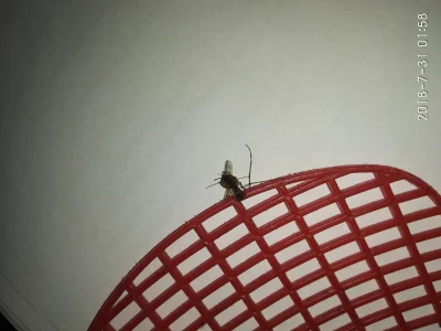 Sebgat - #komary w tym roku są jakoś dziwnie zmutowane i olbrzymie. Gdzieś lata jeszc...