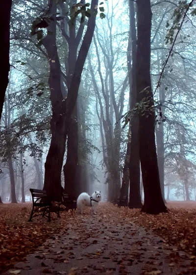 el_rupert - Poranny spacer z psem prawie jak scena z Silent Hill

#samoyedhiro #pok...