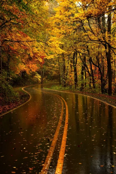 iwarsawgirl - Yellow Leaf Road, Karolina Północna

#fotografia #earthporn #jesien