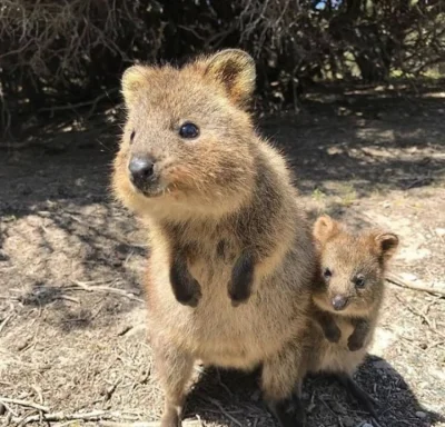 aloszkaniechbedzie - #quokkanadzis #quokkanawczoraj #quokka #zwierzaczki