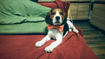 0zI - #psy #beagle #uszanowanko #smiesznypiesek 
#pokazpsa