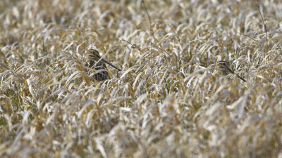 sedros - Zrobiłem gifa z kilku zdjęć przedstawiających bekasy chowające się w trawie....