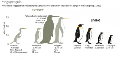 orkako - Porównanie rozmiarów gatunków pingwinów, żyjących obecnie, jak i tych wymarł...