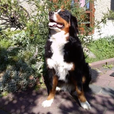 joski - pozdro dla kumatych :D

#pokazpsa #pies #zwierzaczki