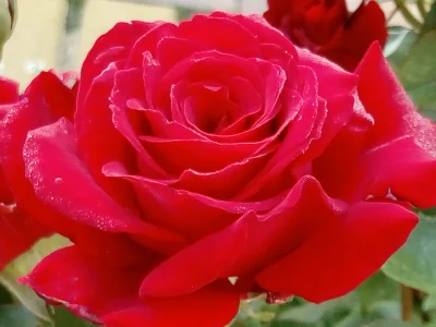laaalaaa - Róża 48/100 z mojego ogrodu ( ͡° ͜ʖ ͡°)
#mojeroze #chwalesie #ogrodnictwo...