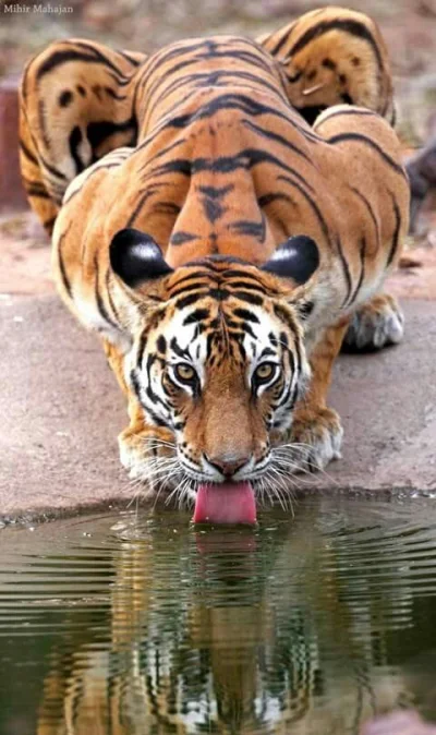 t.....r - #tygrysy #kitku2 #koty