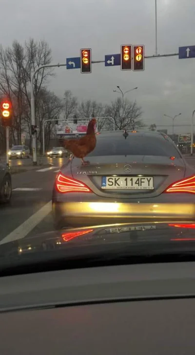 wojtasu - Co ta kura to ja nie wiem... ( ͡° ͜ʖ ͡°)
Uciekla z KFC (skrzyzowanie Bochen...