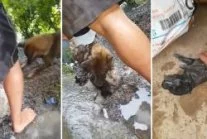 Mesk - Psia mama desperacko odkopuje szczeniaka, który wpadł w pułapkę

https://www...