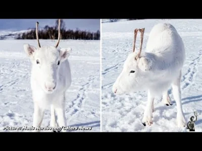 starnak - A rare white baby reindeer was caught on camera in Norway