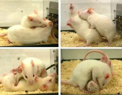 ostulemijo - #szczury #codziennyszczurek :)