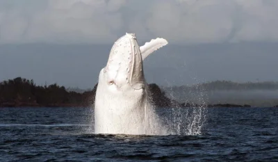 Jariii - Moby Dick :) Jedyny znany na świecie humbak albinos o imieniu Migaloo. #zwie...