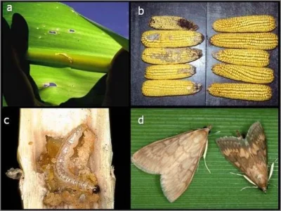 Sierkovitz - GMO, czyli jak niewiedza, strach i ideologia blokuje rozwój rolnictwa

...