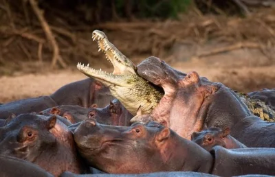NdFeB - @wfyokyga: słodziaki bawią się tak nawet z krokodylami ( ͡° ͜ʖ ͡°)