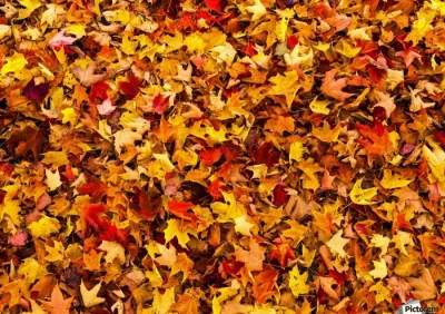 xandra - Jesień, jesień... Spadają liście, jesienne liście... https://instaud.io/xLN
...
