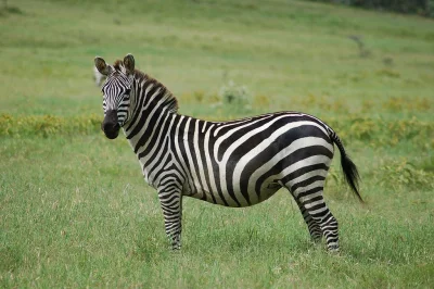 DywanTv - Zebra jest czarna w białe pasy. 

Zebra – ssak charakteryzujący się obecn...