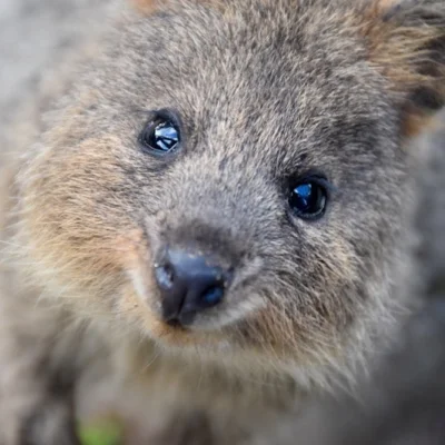 mfek00 - To tak na dobranoc
#quokka #quokkanadzis #zwierzaczki