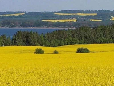 kglibow - > Będą miejsca pracy dla zapylaczy

@Lemingus_Vulgaris: obawiam się że po...