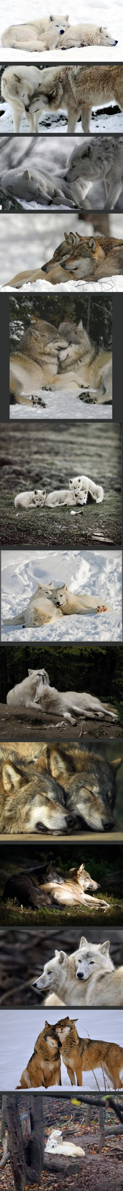 Wulfi - Wilki też okazują uczucia

#wilk #wilki #zwierzeta #zwierzaczki #smiesznypi...