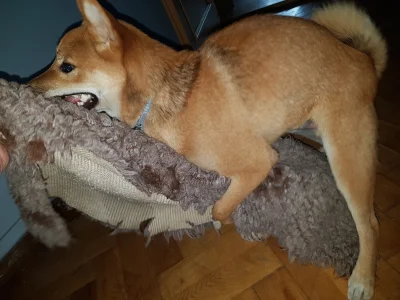 Mrbimbek - Pumba to zbok ( ͡° ʖ̯ ͡°)
#pokazpsa #smiesznypiesek #shibainu