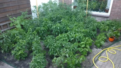 Tropz - Cały ogród zajeany paprykami no i ogórkami oraz pomidorami, reszta ogródka w ...