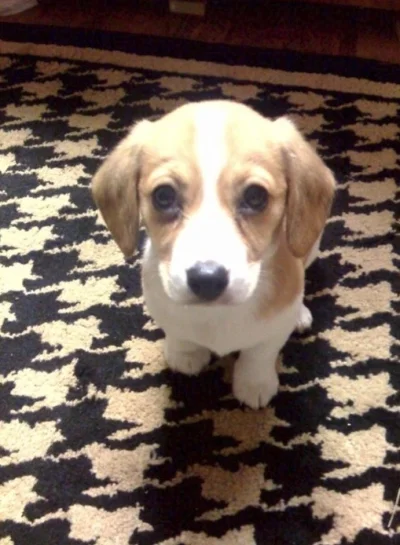 futomaki - Krzyżówka chihuahua i beagle. #omg #cuteoverload!