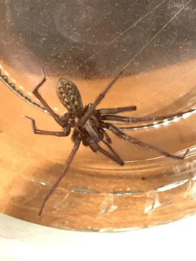 Lucani - Złapałem pająka w łazience. Już czeka grzecznie w słoiku. Co to za gatunek? ...