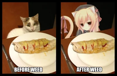 lolcat5000 - #randomanimeshit #nekomimi #heheszki #koty #420blazeit